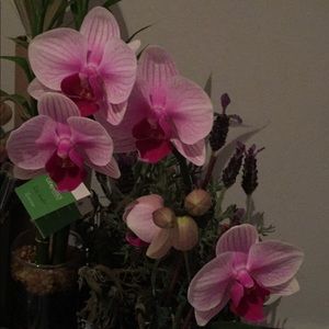 Meet your Posher, Maria teresa